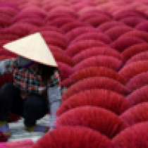Hanoi's incense village blazes pink ahead of Lunar New Year