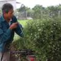 Villagers grow coriander to purify soul and body for New Year